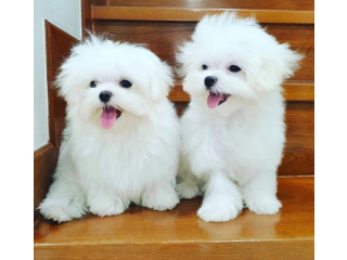 REGALO cachorros de Bichon Maltes Mini Toy Para Adopcionl