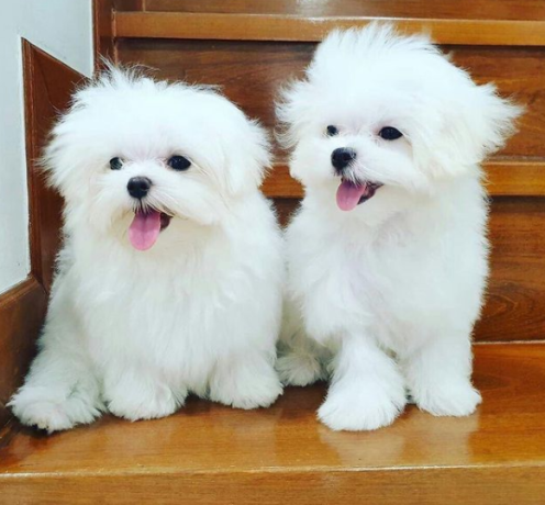 regalo-cachorros-de-bichon-maltes-mini-toy-para-adopcionl-big-0