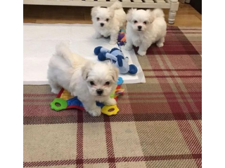 REGALO cachorros de Bichon Maltes Mini Toy Para Adopcionx