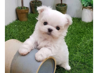 REGALO cachorros de Bichon Maltes Mini Toy Para Adopcionc