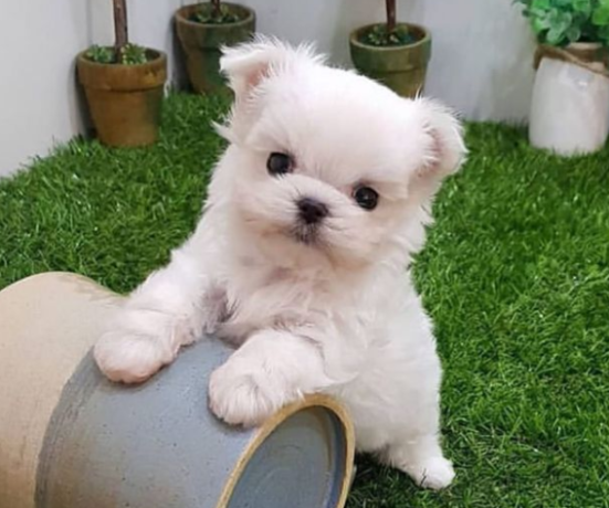 regalo-cachorros-de-bichon-maltes-mini-toy-para-adopcionc-big-0