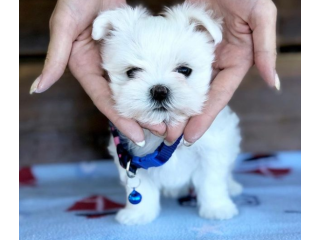 REGALO cachorros de Bichon Maltes Mini Toy Para Adopcionb