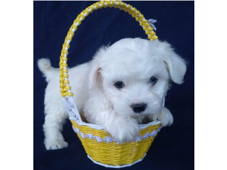 REGALO cachorros de Bichon Maltes Mini Toy Para Adopcionn