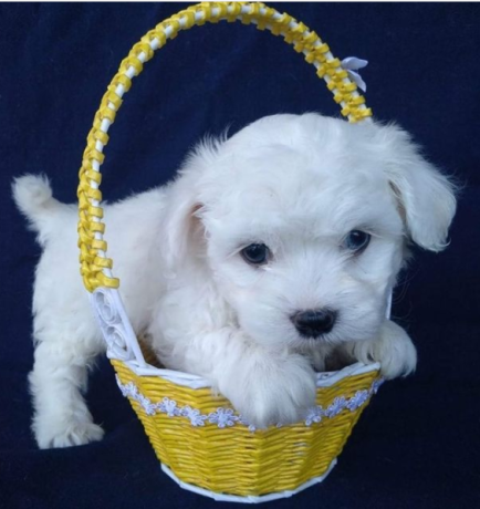 regalo-cachorros-de-bichon-maltes-mini-toy-para-adopcionn-big-0