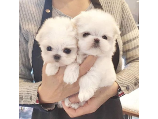 REGALO cachorros de Bichon Maltes Mini Toy Para Adopcionm