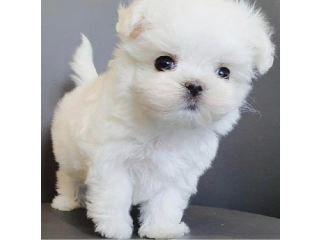 REGALO cachorros de Bichon Maltes Mini Toy Para Adopcionqw