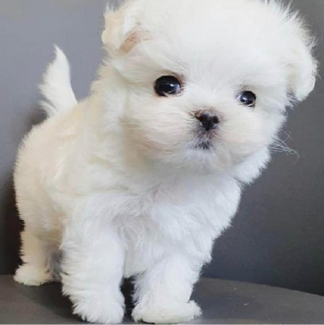 regalo-cachorros-de-bichon-maltes-mini-toy-para-adopcionqw-big-0