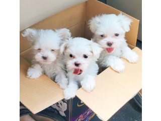 REGALO cachorros de Bichon Maltes Mini Toy Para Adopcionqe