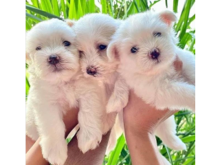 REGALO cachorros de Bichon Maltes Mini Toy Para Adopcionpl