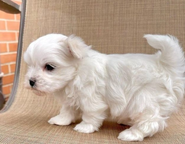 regalo-cachorros-de-bichon-maltes-mini-toy-para-adopcionlk-big-0