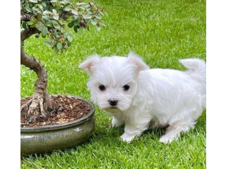 REGALO cachorros de Bichon Maltes Mini Toy Para Adopcionjh