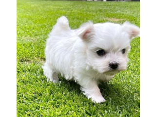 REGALO cachorros de Bichon Maltes Mini Toy Para Adopcionfg