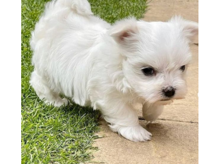 REGALO cachorros de Bichon Maltes Mini Toy Para Adopcion1