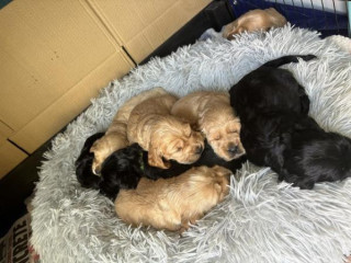 Cachorros cocker spaniel en adopción