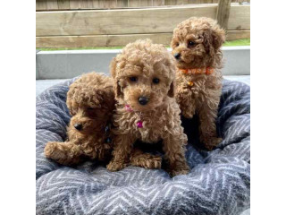 Cachorros toy poodle en adopción