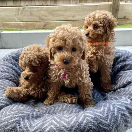 cachorros-toy-poodle-en-adopcion-big-0