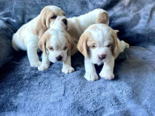 Tenemos cachorros beagle machos y hembras para adopción