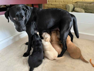 Tenemos cachorros labradoodle machos y hembras para adopción