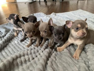 Tenemos cachorros chihuahua machos y hembras para adopción