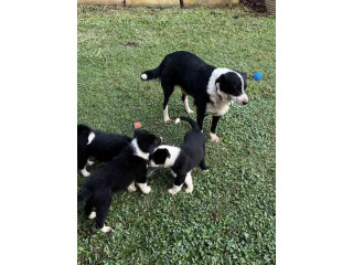 Tenemos cachorros border collie machos y hembras para adopción