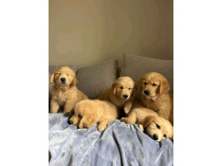 Tenemos cachorros golden retriever machos y hembras para adopción