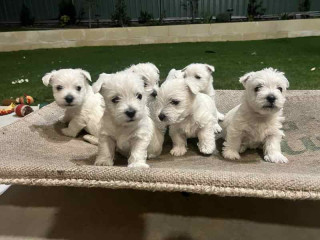 Cachorros west highland terrier machos y hembras en adopción