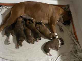 Cachorros boxer machos y hembras en adopción