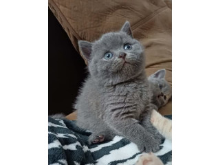 Gatitos británicos de pelo corto en adopción