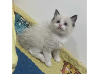 Tres ragdoll de pelo corto en adopción