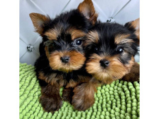 Cachorros yorkshire para adopcion