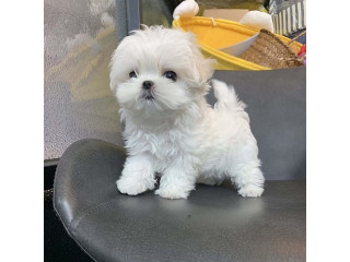 REGALO cachorros de Bichon Maltes Mini Para Adopcion lp87