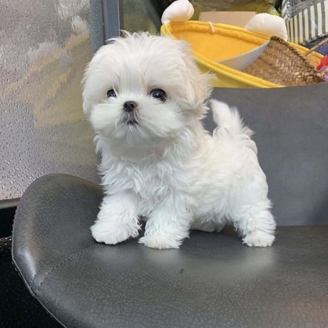 regalo-cachorros-de-bichon-maltes-mini-para-adopcion-lp87-big-0