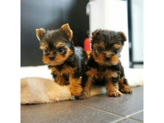 Regalo cachorritos de Yorkshire Terrier para adopcion