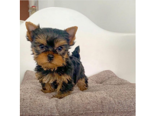 Regalo cachorritos de yorkshire Terrier para adopcion 1