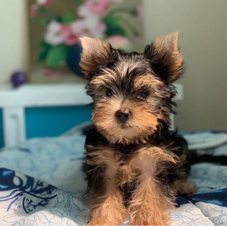 regalo-cachorritos-de-yorkshire-terrier-para-adopcion-6-big-0