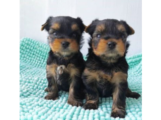 Regalo cachorritos de yorkshire Terrier para adopcion 11