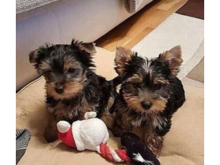 Regalo cachorritos de yorkshire Terrier para adopcion 12