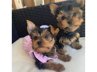 Regalo cachorritos de yorkshire Terrier para adopcion 13