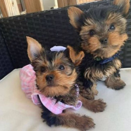 regalo-cachorritos-de-yorkshire-terrier-para-adopcion-13-big-0