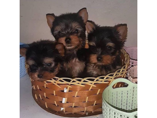 Regalo cachorritos de yorkshire Terrier para adopcion 15