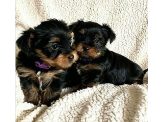 Regalo cachorritos de yorkshire Terrier para adopcion 16