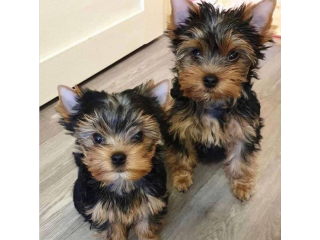 Regalo cachorritos de yorkshire Terrier para adopcion 18