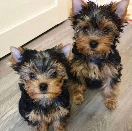 regalo-cachorritos-de-yorkshire-terrier-para-adopcion-18-big-0