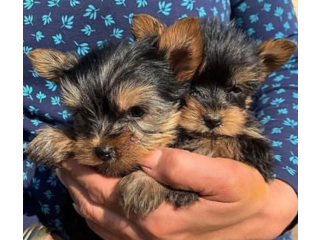 Regalo cachorritos de yorkshire Terrier para adopcion 19