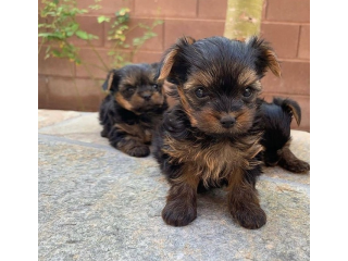 Regalo cachorritos de yorkshire Terrier para adopcion 20