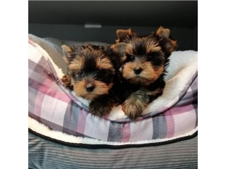 Regalo cachorritos de yorkshire Terrier para adopcion 21