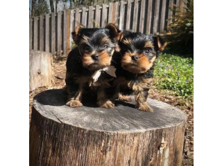 Regalo cachorritos de yorkshire Terrier para adopcion 23