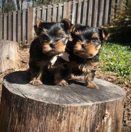 regalo-cachorritos-de-yorkshire-terrier-para-adopcion-23-big-0