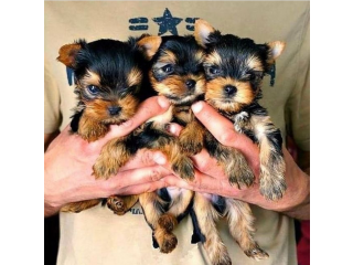 Regalo cachorritos de yorkshire Terrier para adopcion 24