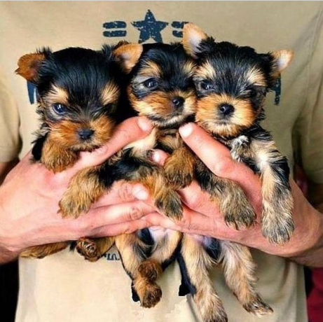 regalo-cachorritos-de-yorkshire-terrier-para-adopcion-24-big-0